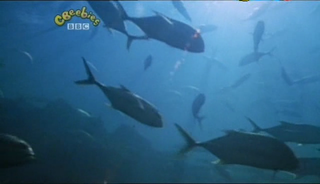 Our Planet   Underwater Movements And Orangutans (20 May 2007)[TV Rip (Xvid)] preview 2