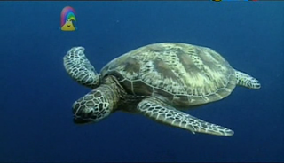 Our Planet   Underwater Movements And Orangutans (20 May 2007)[TV Rip (Xvid)] preview 0