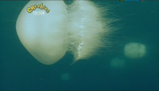 Our Planet   Underwater Movements And Orangutans (20 May 2007)[TV Rip (Xvid)] preview 1