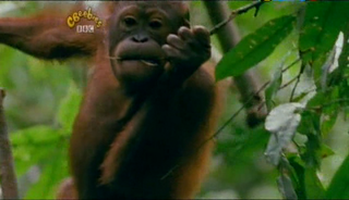 Our Planet   Underwater Movements And Orangutans (20 May 2007)[TV Rip (Xvid)] preview 3