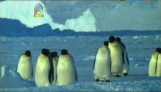 Our Planet   Insect Eaters And Penguins (27 May 2007)[TV Rip (Xvid)] preview 1