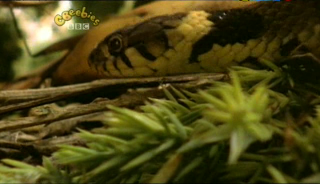Our Planet – Snakes and Rain (9 June 2007) [TV Rip (XviD)] preview 1