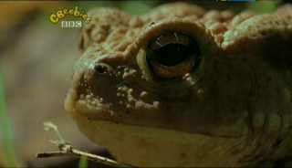 Our Planet – Weather and Frogs (3 June 2007) [TV Rip (XviD)] preview 2