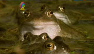 Our Planet – Weather and Frogs (3 June 2007) [TV Rip (XviD)] preview 3