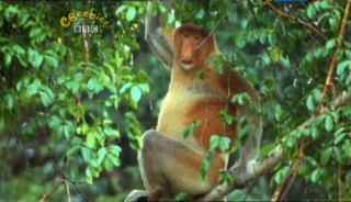 Our Planet – Monkeys and Birds (9 June 2007) [TVRip (XviD)] preview 0