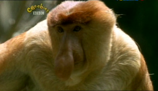 Our Planet – Monkeys and Birds (9 June 2007) [TVRip (XviD)] preview 1