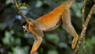 Our Planet – Monkeys and Birds (9 June 2007) [TVRip (XviD)] preview 2