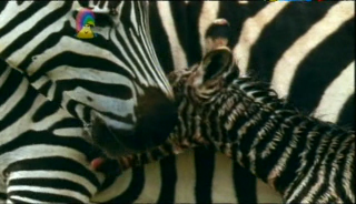 Our Planet   Animals Changing Colours, And Seasons (17 June 2007) [TV Rip (XviD)] preview 0
