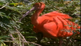 Our Planet   Animals Changing Colours, And Seasons (17 June 2007) [TV Rip (XviD)] preview 1