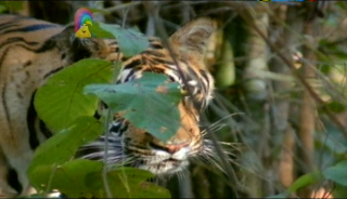 Our Planet   Animals Changing Colours, And Seasons (17 June 2007) [TV Rip (XviD)] preview 2