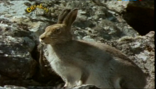 Our Planet   Animals Changing Colours, And Seasons (17 June 2007) [TV Rip (XviD)] preview 3