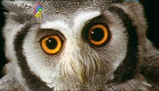 Our Planet   Skin Patterns And Owls (2 Jun 2007)[TV Rip (Xvid)] preview 3