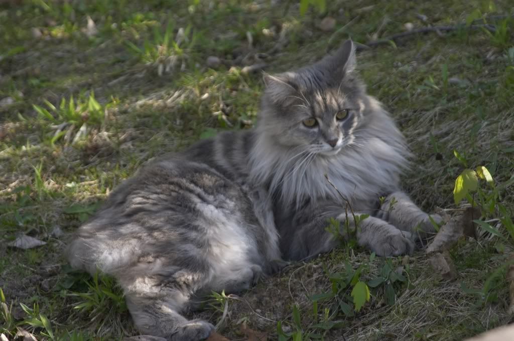 IMAGE: http://i255.photobucket.com/albums/hh124/DKCPhoto/POTN%20shots/CRW_5981.jpg