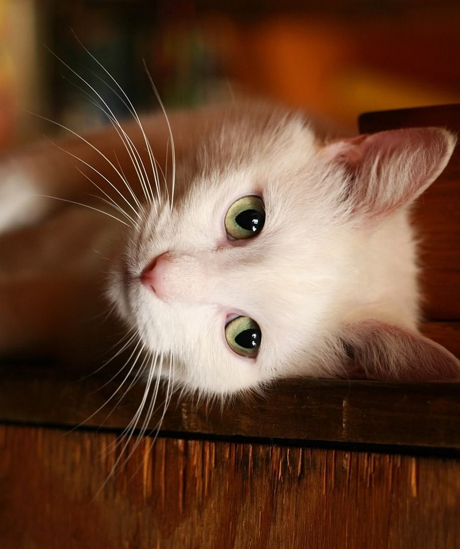 IMAGE: http://i255.photobucket.com/albums/hh124/DKCPhoto/POTN%20shots/CasperPOTN.jpg