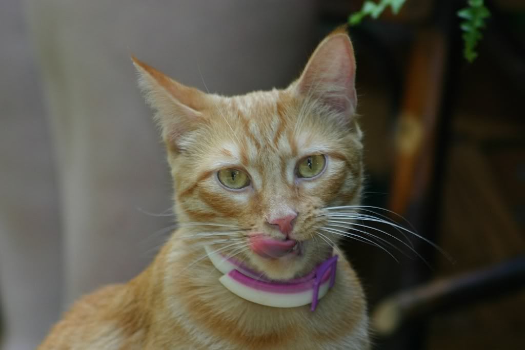 IMAGE: http://i255.photobucket.com/albums/hh124/DKCPhoto/POTN%20shots/IMG_0120.jpg