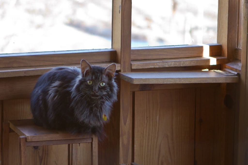 IMAGE: http://i255.photobucket.com/albums/hh124/DKCPhoto/POTN%20shots/IMG_8664.jpg