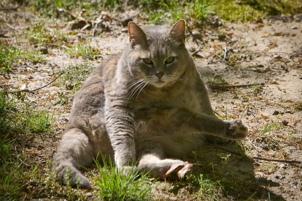 IMAGE: http://i255.photobucket.com/albums/hh124/DKCPhoto/POTN%20shots/KJ4N8144.jpg