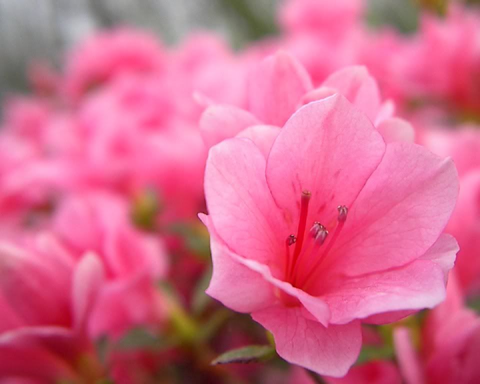 IMAGE: http://i255.photobucket.com/albums/hh124/DKCPhoto/sample%20photos/Azalea8x10.jpg