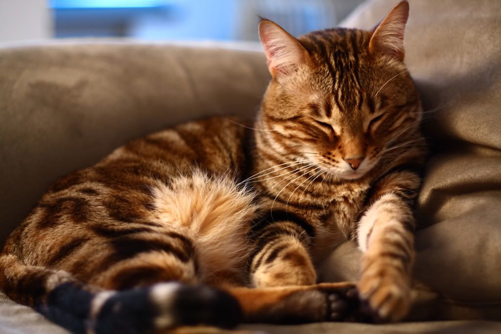 IMAGE: http://i255.photobucket.com/albums/hh124/DKCPhoto/sample%20photos/IMG_2513_edit.jpg