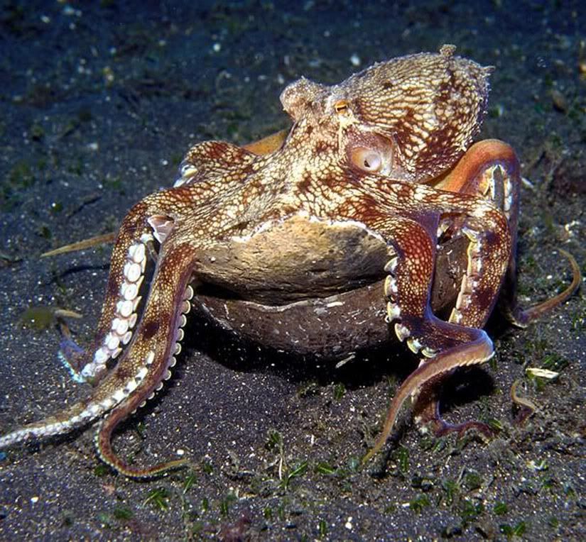 Octopi.jpg