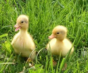 BABY DUCKS Pictures, Images and Photos