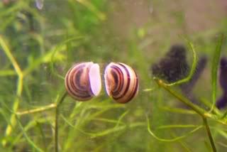 Spixi Snails