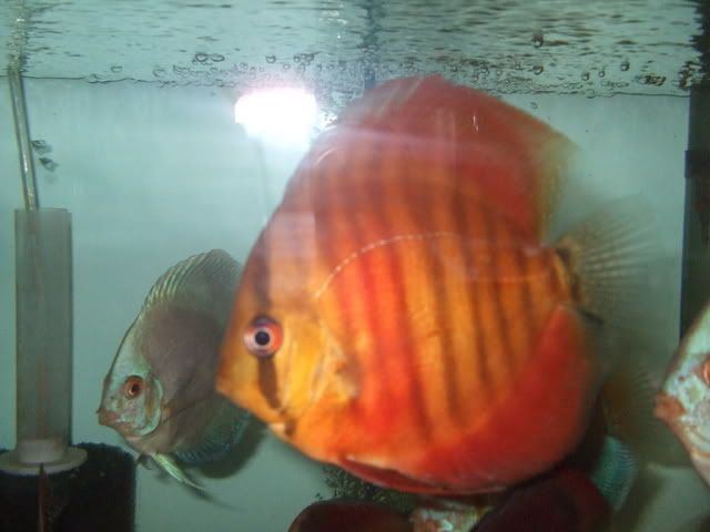 Red Rose Discus