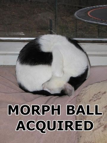 Morph Ball Cat Pictures, Images and Photos