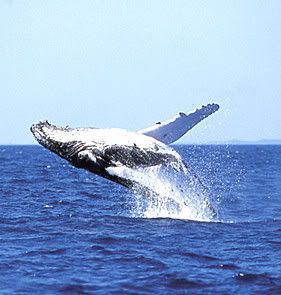 whitsundays-whale-watching-02.jpg picture by kl5876