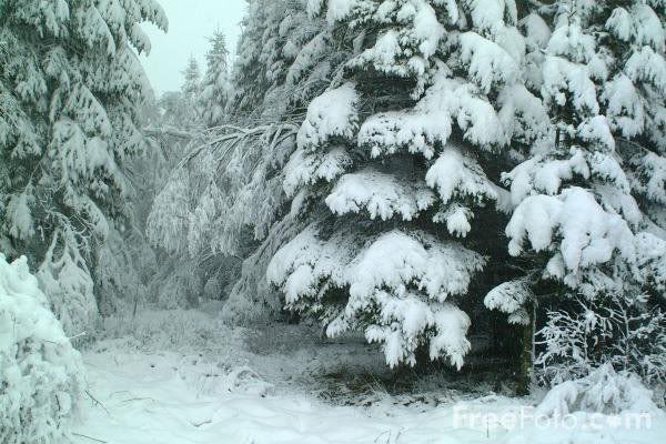 Heavy Snow Pictures, Images and Photos