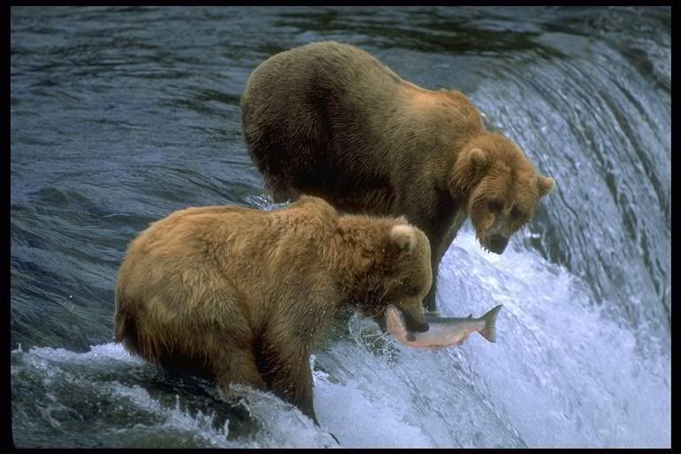 bears fishing Pictures, Images and Photos