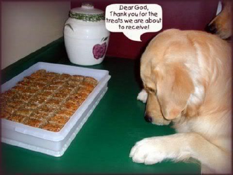 dog-prayer.jpg saying grace image by genealgurl