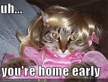 funny-pictures-cat-wig-dress-hom-1.jpg