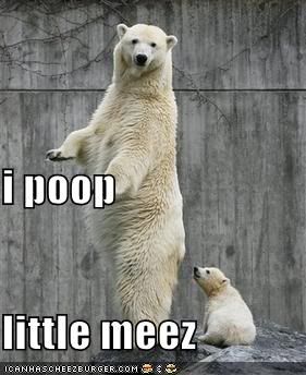 funny-pictures-polar-bear-poops-min.jpg