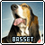 Basset Hound