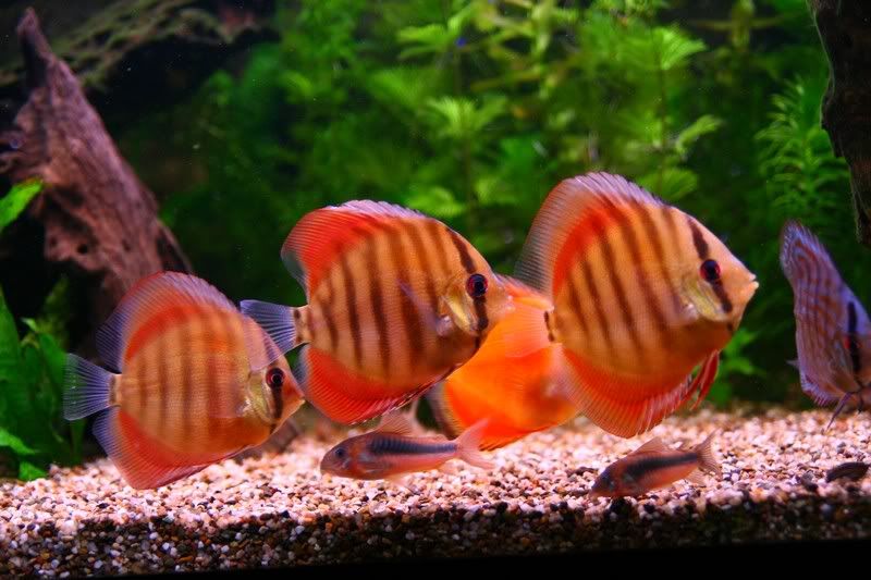 Red Rose Discus