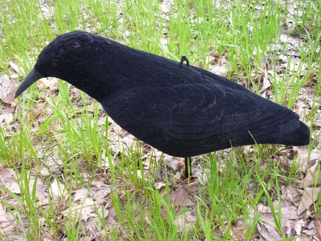 Crow Side View