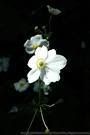 Flower4.jpg