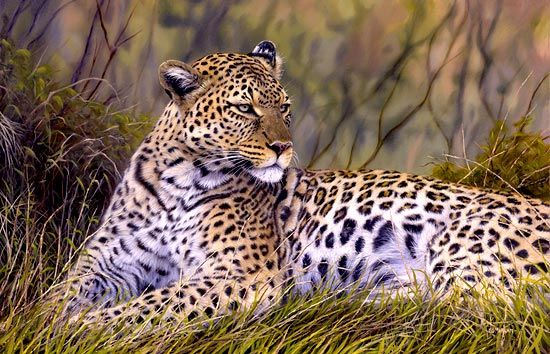 [Image: leopard-painting.jpg]