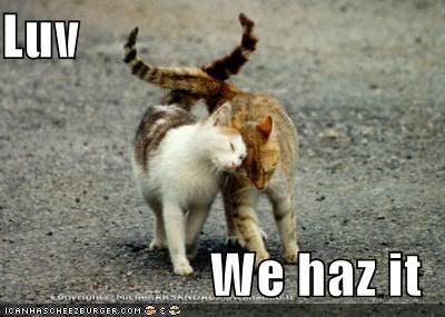 *PICS* otay. ai can haz lolcatz 