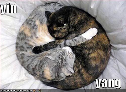 *PICS* otay. ai can haz lolcatz 