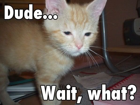 *PICS* otay. ai can haz lolcatz 