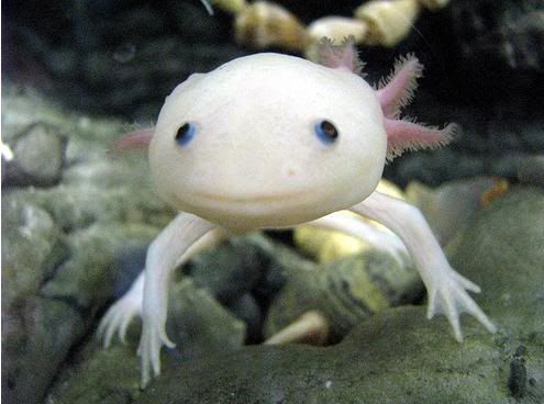 Axolotl Philippines