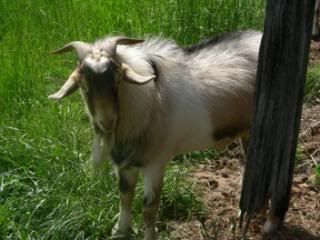 What breed are my new goats? - Goats