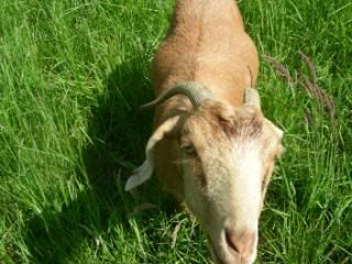 What breed are my new goats? - Goats