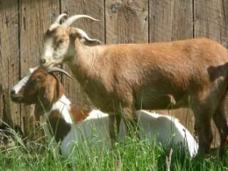 What breed are my new goats? - Goats