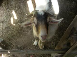 What breed are my new goats? - Goats