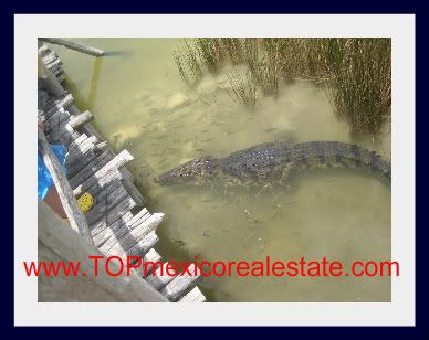 Tulum Real Estate Crocodiles