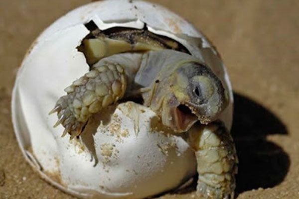 hatching of a baby sea turtle 