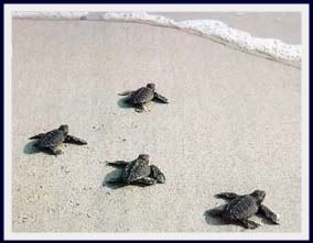 Mexico Beach Sea Turtle eggs
